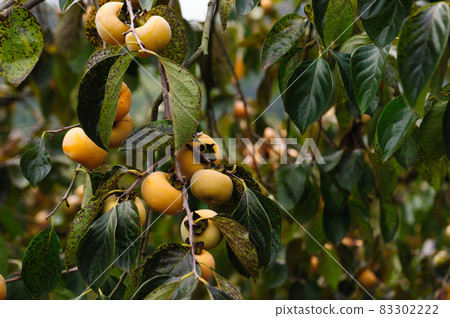Persimmon fruits grow on tree 83302222