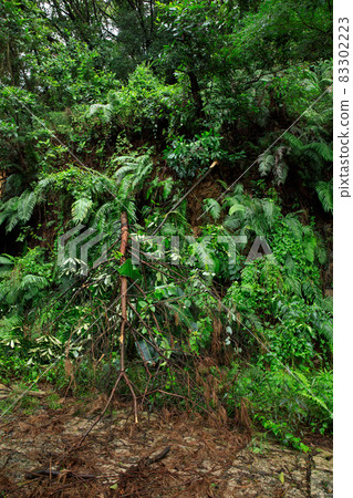 Uprooted tree fall down block the trail,damages after super typhoon Uprooted tree fall down block the trail,damages after super typhoon 83302223