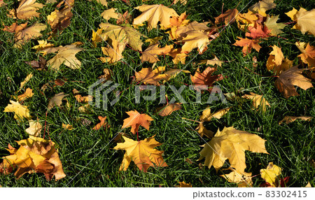 Background with bright colorful, the first fallen dry leaves on a green grassy lawn in the yard or in the garden of the city park. Autumn picturesque foliage Background with bright colorful, the first fallen dry leaves on a green grassy lawn in the yard or in the garden of the city park. Autumn picturesque foliage 83302415