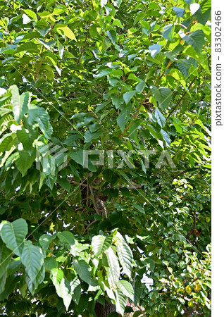 Tree: Karen Ume, Numanezumi family Tree: Karen Ume, Numanezumi family 83302466