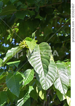 Tree: Karen Ume, Numanezumi family Tree: Karen Ume, Numanezumi family 83302467