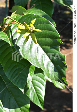 Tree: Karen Ume, Numanezumi family Tree: Karen Ume, Numanezumi family 83302469