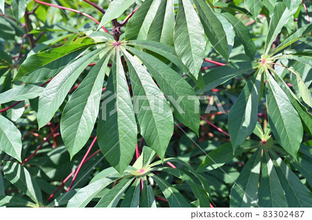 樹：木薯大戟科 83302487