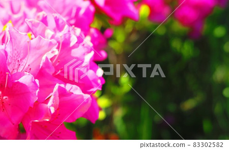 風景與藤花 風景與藤花 83302582