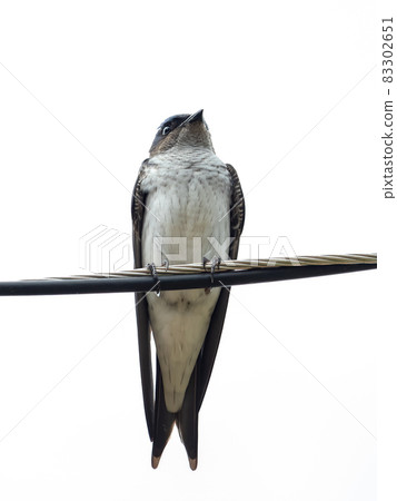 Adult Gray breasted Martin Adult Gray breasted Martin 83302651