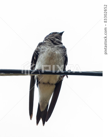 Adult Gray breasted Martin 83302652
