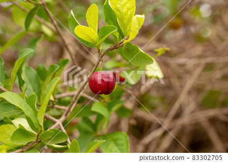 Red Acerola Fruits Red Acerola Fruits 83302705