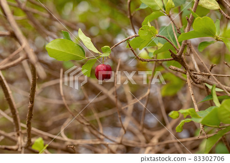 Red Acerola Fruits Red Acerola Fruits 83302706