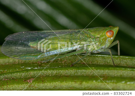 Adult Green Planthopper Insect Adult Green Planthopper Insect 83302724