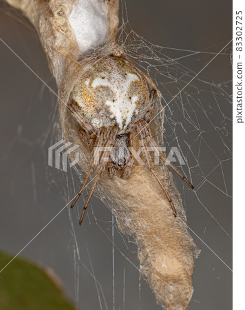 Adult Typical Orbweaver Spider Adult Typical Orbweaver Spider 83302725