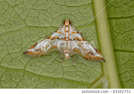 Adult China-mark Moth Adult China-mark Moth 83302731