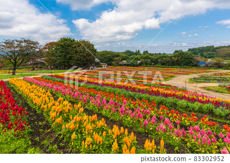 秋花探索，櫪木縣那須郡，那須高原花毯 83302952