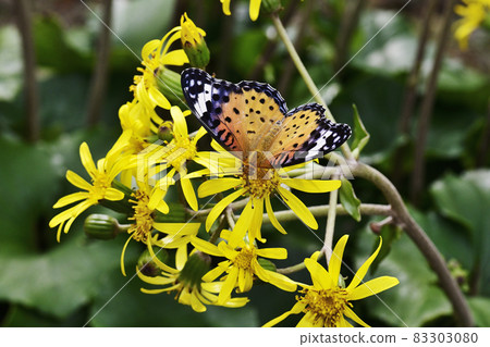 Indian fritillary and leopard plant flowers 83303080