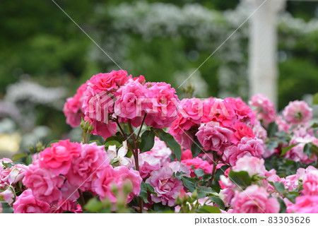 Keisei rose garden 83303626