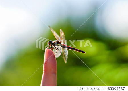 蜻蜓卡在你的手指 蜻蜓卡在你的手指 83304287