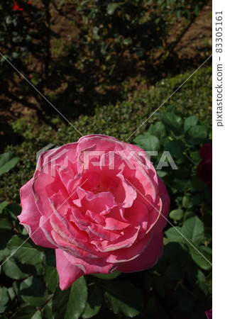 盛開的玫瑰 83305161