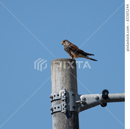 鱘魚卡在電線桿上 83305244