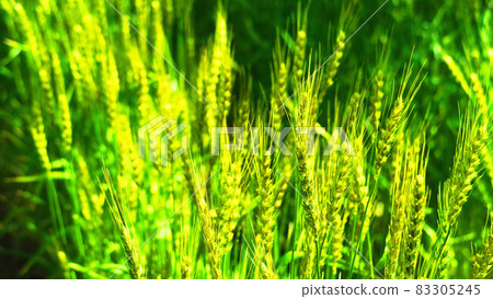 麥田風景 83305245
