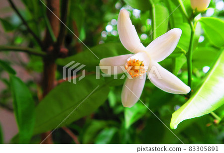 Landscape with yuzu flowers Landscape with yuzu flowers 83305891