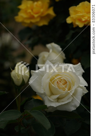 盛開的白玫瑰正幸 盛開的白玫瑰正幸 83306071