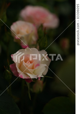 Rose in full bloom Matilda Rose in full bloom Matilda 83306095