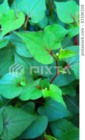 Landscape of Houttuynia cordata leaves Landscape of Houttuynia cordata leaves 83306108