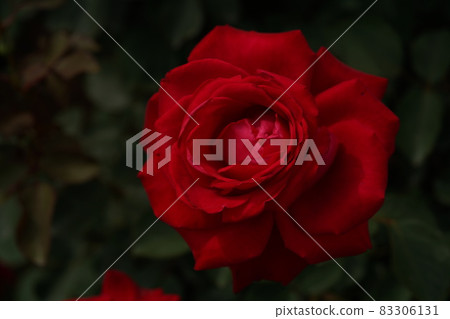 Red rose in full bloom Melina 83306131