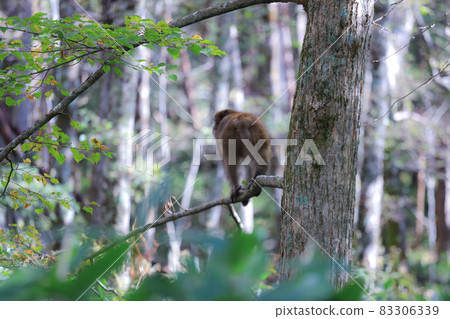 Wild Japanese macaques Wild Japanese macaques 83306339