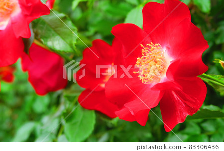 藤之花（雞尾酒） 83306436