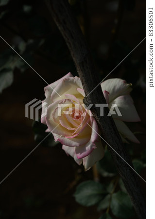 The rose in full bloom The rose in full bloom 83306501