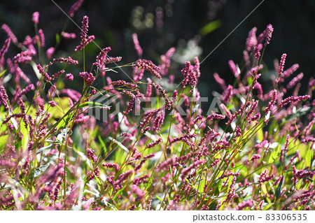 Inutade (Inu Tate) 83306535