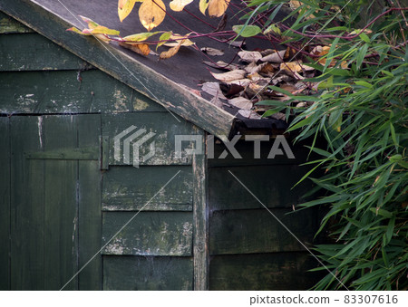 Old Garden Shed Partial View with Leaves and Bamboo Plant in Autumn Old Garden Shed Partial View with Leaves and Bamboo Plant in Autumn 83307616