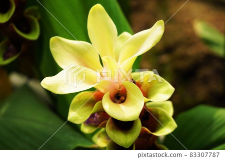 Curcuma yellow up Curcuma yellow up 83307787