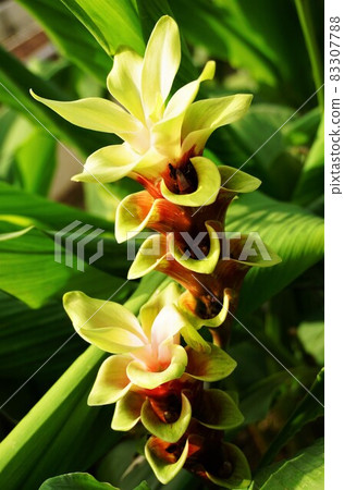 Curcuma Yellow Twin 83307788
