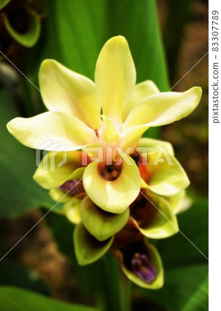 Curcuma yellow vertical 1 Curcuma yellow vertical 1 83307789