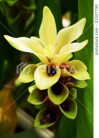 Curcuma yellow vertical 2 Curcuma yellow vertical 2 83307790