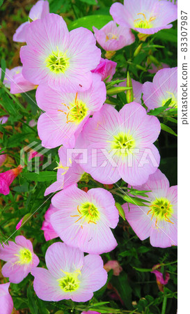 Landscape with flowers of Pinkladies Landscape with flowers of Pinkladies 83307987