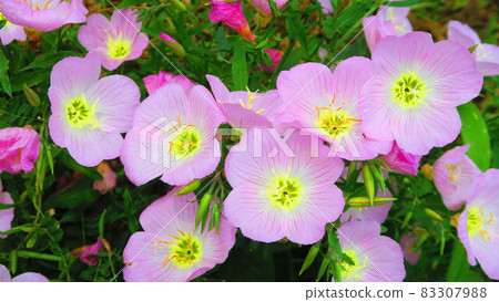 Landscape with flowers of Pinkladies Landscape with flowers of Pinkladies 83307988