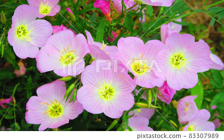 Landscape with flowers of Pinkladies Landscape with flowers of Pinkladies 83307989