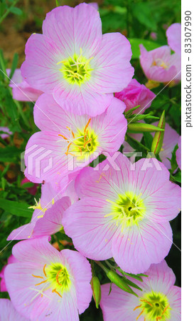 Pinkladies 花的風景 83307990