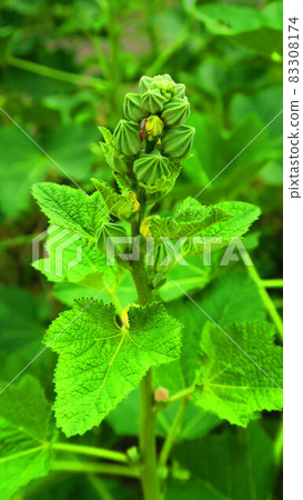 蜀葵芽和葉 83308174