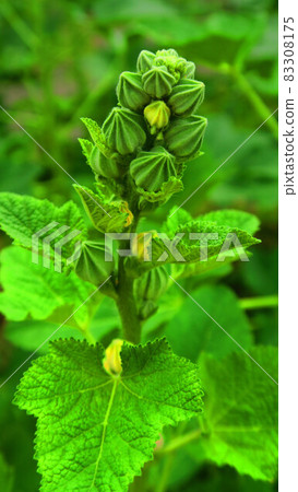 蜀葵芽和葉 蜀葵芽和葉 83308175