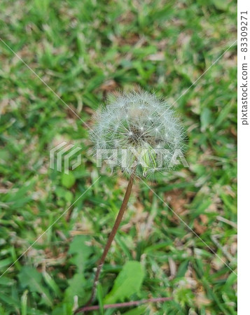Dandelion's fluff Dandelion's fluff 83309271