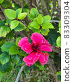 芙蓉花 83309304