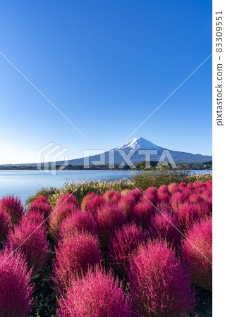 [Yamanashi Prefecture] Mt. Fuji and Kokia 83309551
