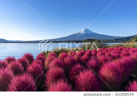 [山梨縣]富士山和Kokia 83309554