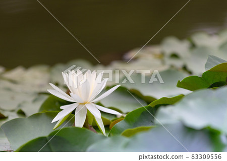 蓮花 蓮花 83309556