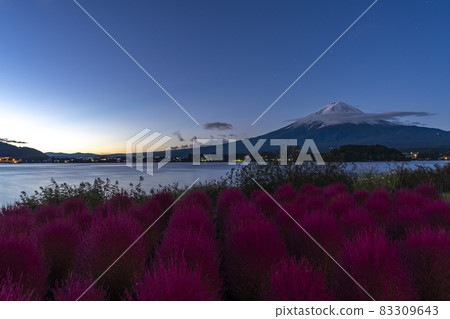 [Yamanashi Prefecture] Mt. Fuji and Kokia 83309643