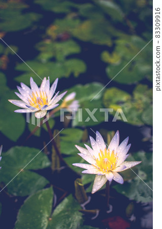 荷花,雨珠,雨水,秋天,大自然,戶外,季節,荷花池 荷花,雨珠,雨水,秋天,大自然,戶外,季節,荷花池 83309916