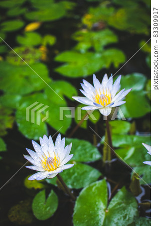 荷花,雨珠,雨水,秋天,大自然,戶外,季節,荷花池 83309917